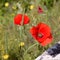 Poppies flowering along the roadside in Val d`Orcia Tuscany