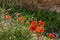 Poppies flowering along the roadside in Val d`Orcia Tuscany