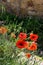 Poppies flowering along the roadside in Val d`Orcia Tuscany