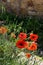 Poppies flowering along the roadside in Val d\'Orcia Tuscany