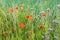 Poppies flowering on field edge, wild flowers, grass and herbs. Not with pesticides sprayed field edge. Untreated nature.