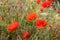 Poppies flowering in the hedgerow near Padstow in Cornwall