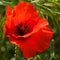 Poppies flowering in Ronda