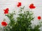 Poppies Flowering at Southwold