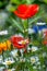 Poppies flowering in a strip of wildflowers