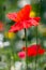 Poppies flowering in a strip of wildflowers