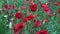 Poppies Flowers Background