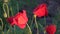 Poppies flowers background video