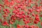 Poppies flowers countryside spring landscape