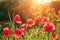 Poppies flowers in field in rays sun on the sunset close up. retro style. fantastic rural landscape in the sunlight.