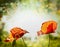 Poppies flowers on hot weather nature background