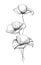 Poppies Flowers Line Art Vector Illustration