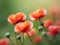 Poppies flowers in macro focus