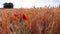 Poppies Flowers on Wheat Field