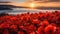 Poppies and fog in the mountains at sunset