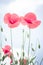 Poppies in the foreground and blue sky with clouds in the background.Minimalist nature concept. Pastel colors