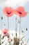 Poppies in the foreground and blue sky with clouds in the background. Minimalist nature concept. Pastel colors