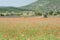 Poppies in a French Field