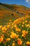 Poppies in full bloom on a hillside in Walker Canyon California during the super bloom event