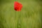 Poppies in green wheat field