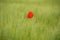 Poppies in green wheat field