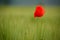 Poppies in green wheat field