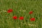 Poppies in a green wheat field in flanders Papaveraceae