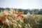 Poppies growing in a barley field. Poland.