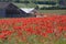 Poppies growing on a farm in Hampshire in the UK