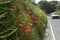 Poppies growing in a roadside hedgerow