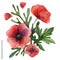 Poppies hand painted watercolor boutonniere