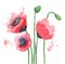 Poppies isolated on a white background.