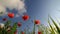 Poppies landscape time lapse