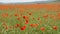 Poppies in a large meadow dance back and forth in the wind