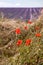 Poppies and lavender