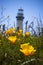 Poppies and Lighthouse