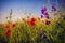 Poppies and magenta flowers in a wheat field