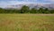 Poppies meadow close  to Sainte Victoire mountain near aix en Provence.