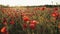 Poppies in the meadow. Red poppy flowers on a sunny day. Red meadow poppy field.
