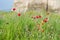 Poppies in the meadow at the Trigonion Tower in the Upper Town in Thessaloniki, Greece