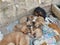 Poppies with mother cuddling sleeping very cute pet dogs street dogs adorable