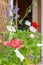 Poppies of Mother of Pearl variety and other heirloom pollinator-friendly flowers