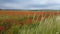 Poppies are moving in the wind