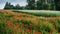 poppies near green wheat field near forest