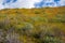 Poppies and other wildflowers bloom on a hillside in Walker Canyon in Lake Elsinore California during the 2019 superbloom