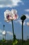 Poppies over sky