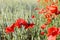 Poppies - Papaver rhoeas