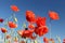 Poppies - Papaver rhoeas