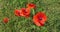 Poppies, papaver rhoeas, in bloom, Wind, Normandy in France,