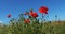 Poppies, papaver rhoeas, in bloom, Wind, Normandy in France,